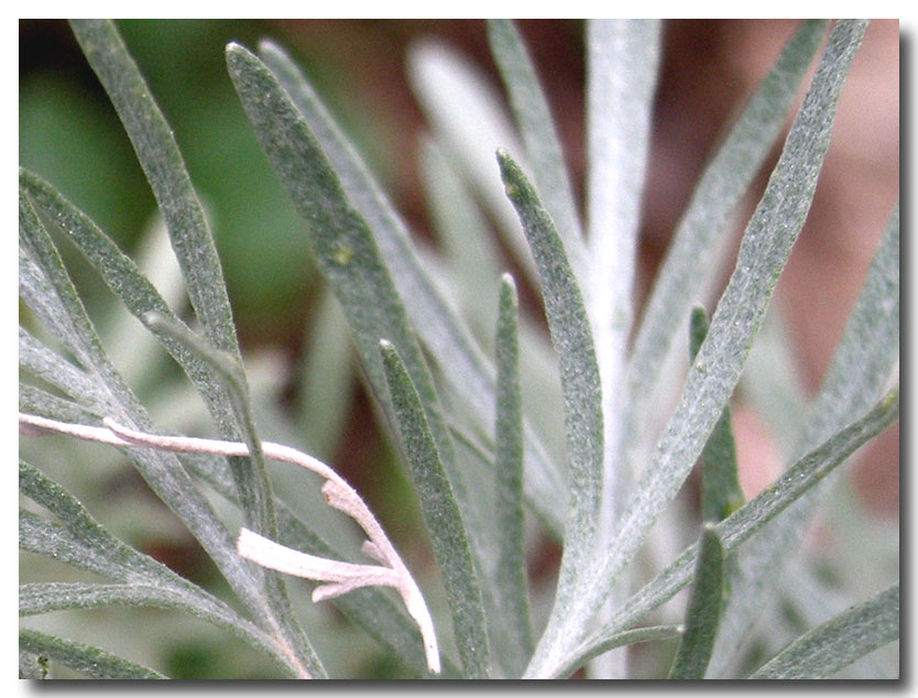 Artemisia arborescens / Assenzio arbustivo